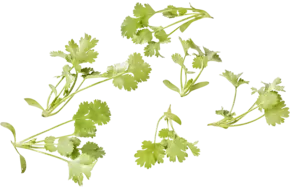 Koriander cress 20gr